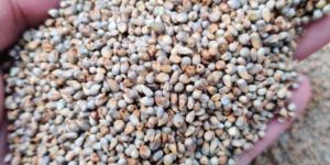 Green Millet