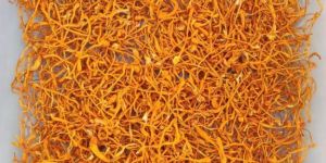Cordyceps Militaris Mushroom