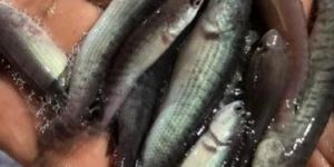 Snake Head Murrel Fish Seed