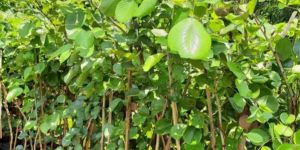 Red Sandalwood Plants