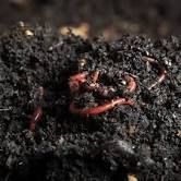 Banana Waste Vermicompost