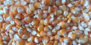 Yellow Maize