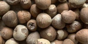 Betel Nuts