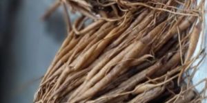 Shatavari Roots