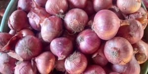 Red Onion
