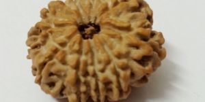 10 Mukhi Rudraksha