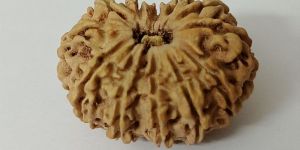 12 Mukhi Rudraksha