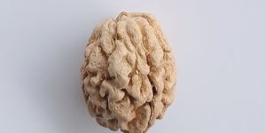 3 Mukhi Rudraksha