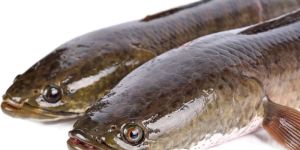 Murrel Fish