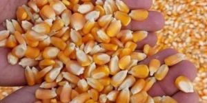 Organic Yellow Maize