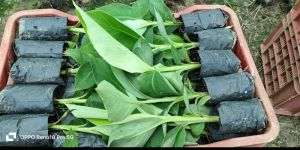 Secondary Hardened G9 Banana