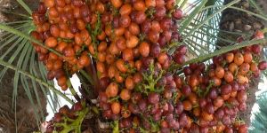Date Plants