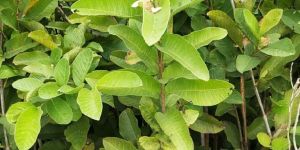 Guava Plants