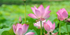Lotus Flower Plants