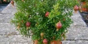 Pomegranate Plants