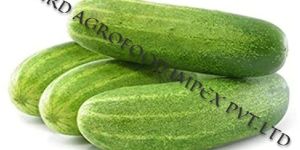 Cucumber