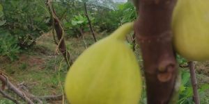 fig plant / anjeer plants