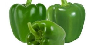 Fresh Green Capsicum