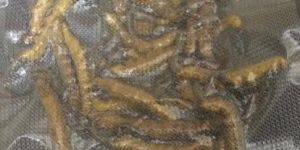 Cordyceps Sinensis Extract