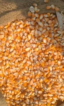 Yellow Corn Animal Feed