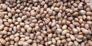 Groundnut Seeds