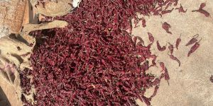 Kashmiri Dried Red Chilli