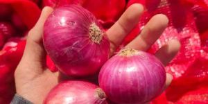 Onion