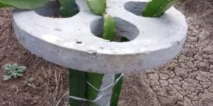 RCC Dragon Fruit Pole