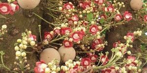 Cannonball Tree Plant