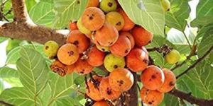 Cluster Fig Plant