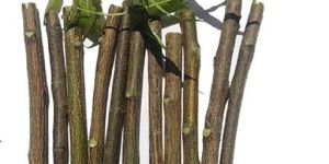 Neem Stick
