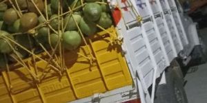 Coconut