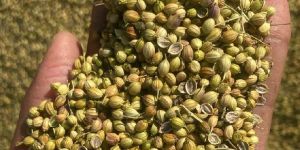 Coriander Seeds
