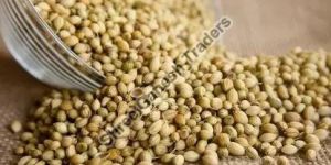Coriander Seeds