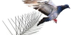 Stainless Steel Bird Spikes