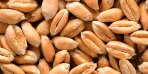 Wheat Seed