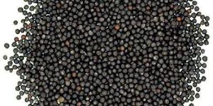 Black Mustard Seeds