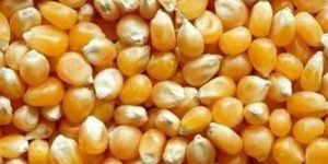 Maize Seeds