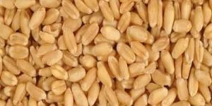 Wheat
