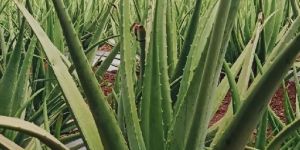 Natural Aloe Vera Leaves