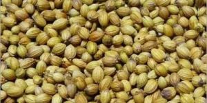 Badami Coriander Seeds