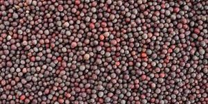 Brown Mustard Seeds