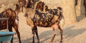 Sirohi Goat