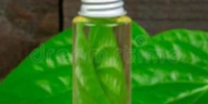 Betel Leaf Essential Oil