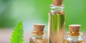 Catnip Essential Oil