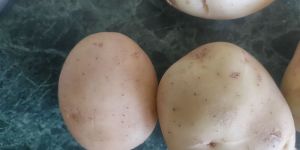 Badshah Variety Potatoes