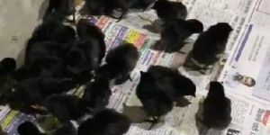 Kadaknath Chick