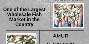 Amur Carv Fish Seeds