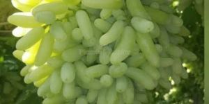 A Grade Green Grapes, Packaging Size: 5 Kg