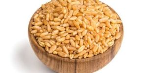 Sharbati Wheat Seeds